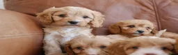 Cavapoo dogs for sale: Stunning Health Tested F1b Cavapoo Puppies - Advert 7