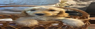Cockapoo 3