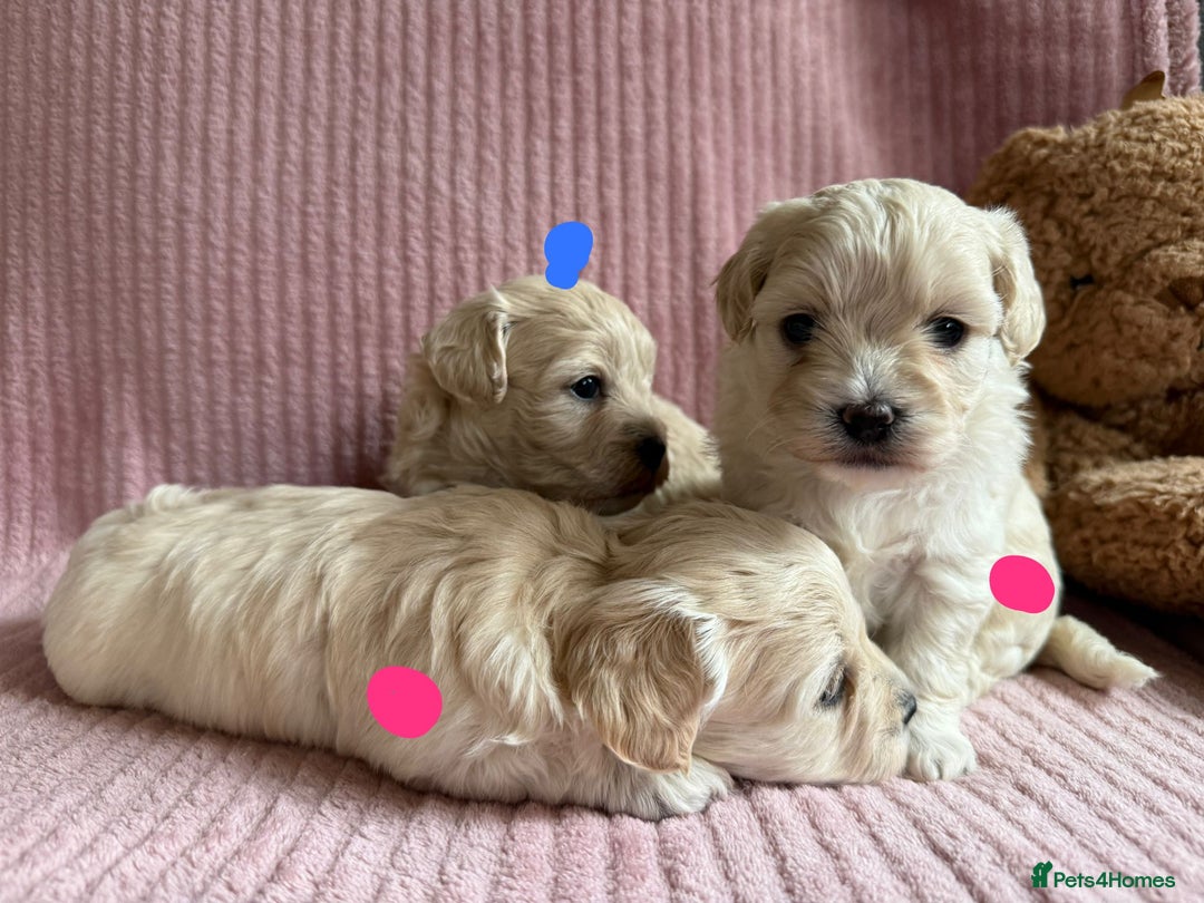 Maltipoo dogs for sale: Gorgeous Maltipoo puppies  - Advert 8