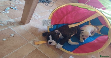 Boxer dogs - Advert 6