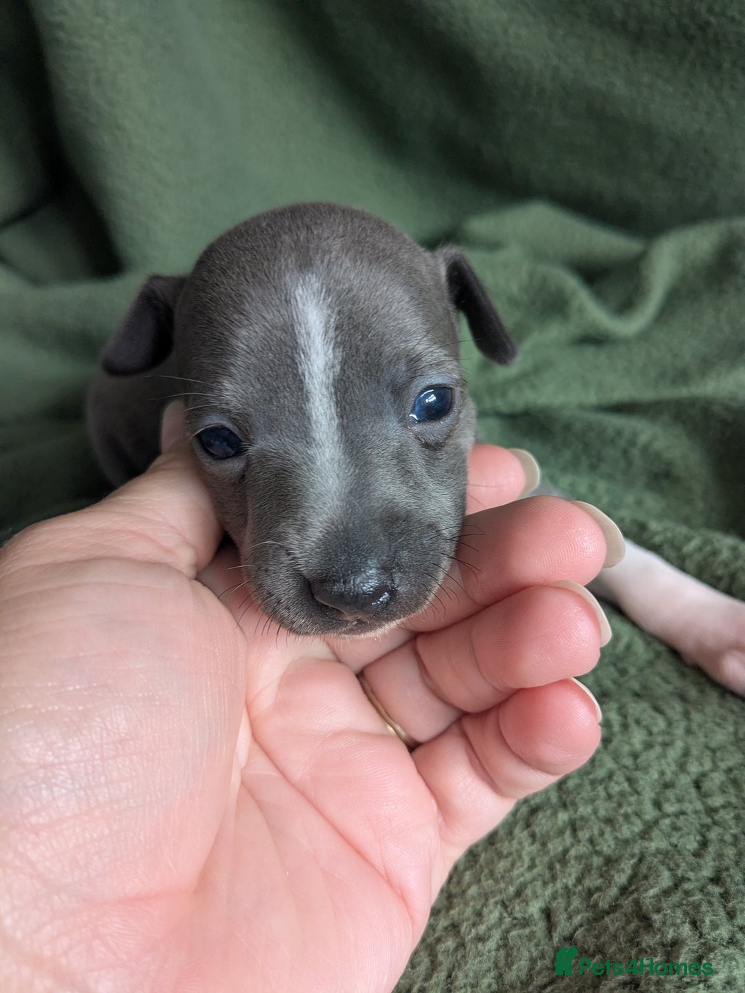 Italian Greyhound dogs for sale: Beautiful KC registered ITALIAN GREYHOUNDS  - Image 11