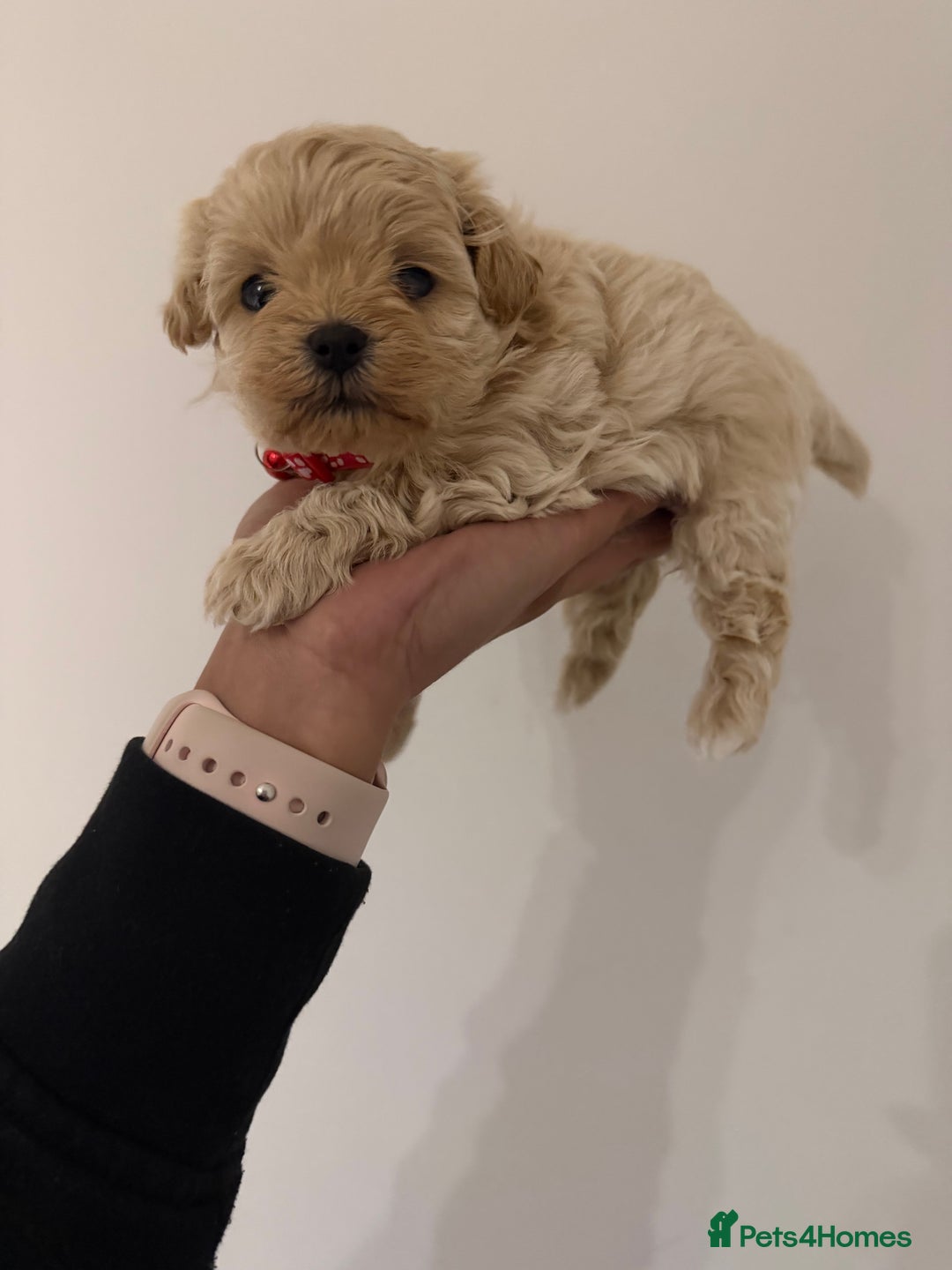 Maltipoo dogs for sale: Small Maltipoo puppy’s - Advert 12