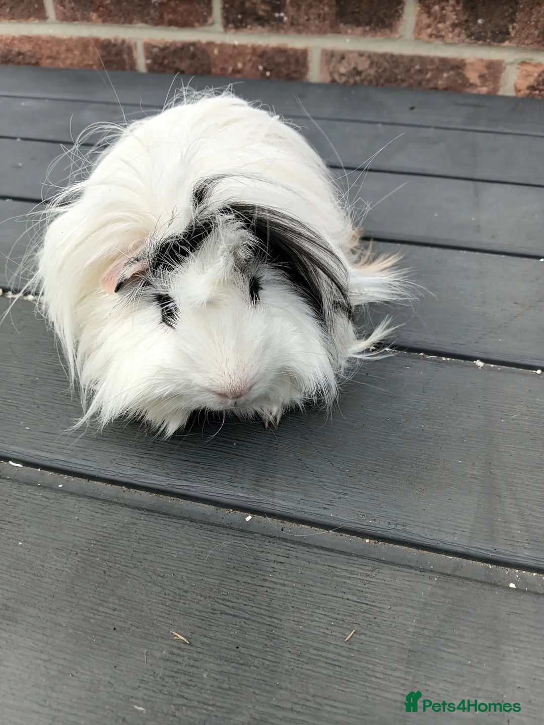 Guinea Pig rodents for sale: Home needed for guinea pigs separately  - Advert 3