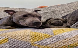Staffordshire Bull Terrier dogs for sale: Blue Staffordshire Bull Terrier Puppies in Street - Image 17