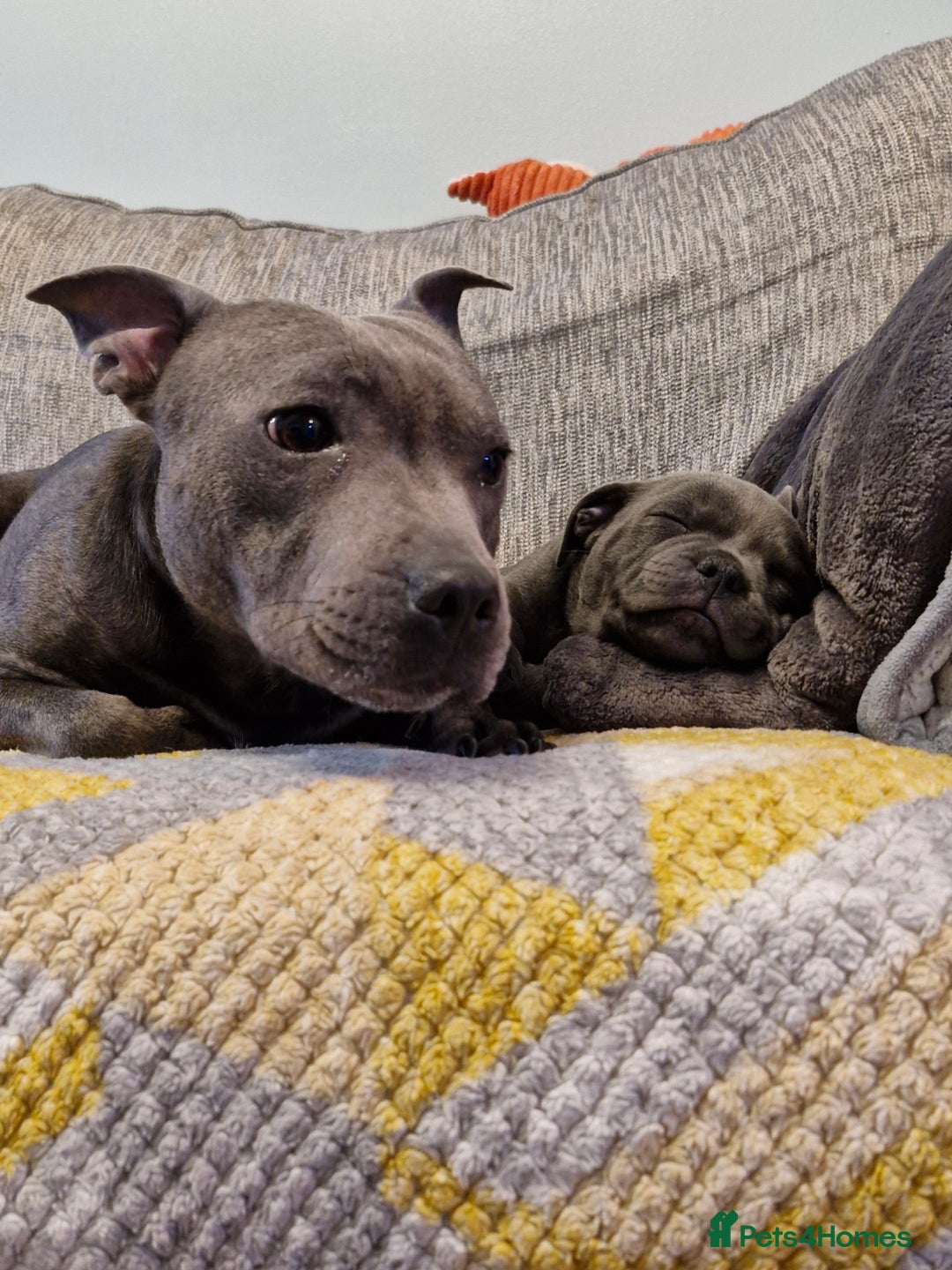 Staffordshire Bull Terrier dogs for sale: Blue Staffordshire Bull Terrier Puppies in Street - Image 17