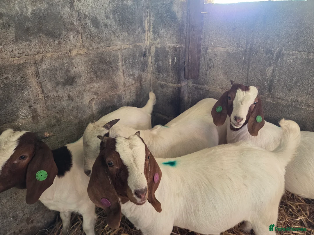 Goats livestock for sale: Boar goats  - Advert 5