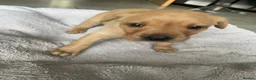 Labrador Retriever dogs for sale: 🦊❤️ GORGEOUS FOX RED LAB PUPPIES 6 GIRLS & 1 BOY! - Advert 5