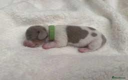Miniature Dachshund dogs for sale: Miniature Dachshund Puppies - Image 3