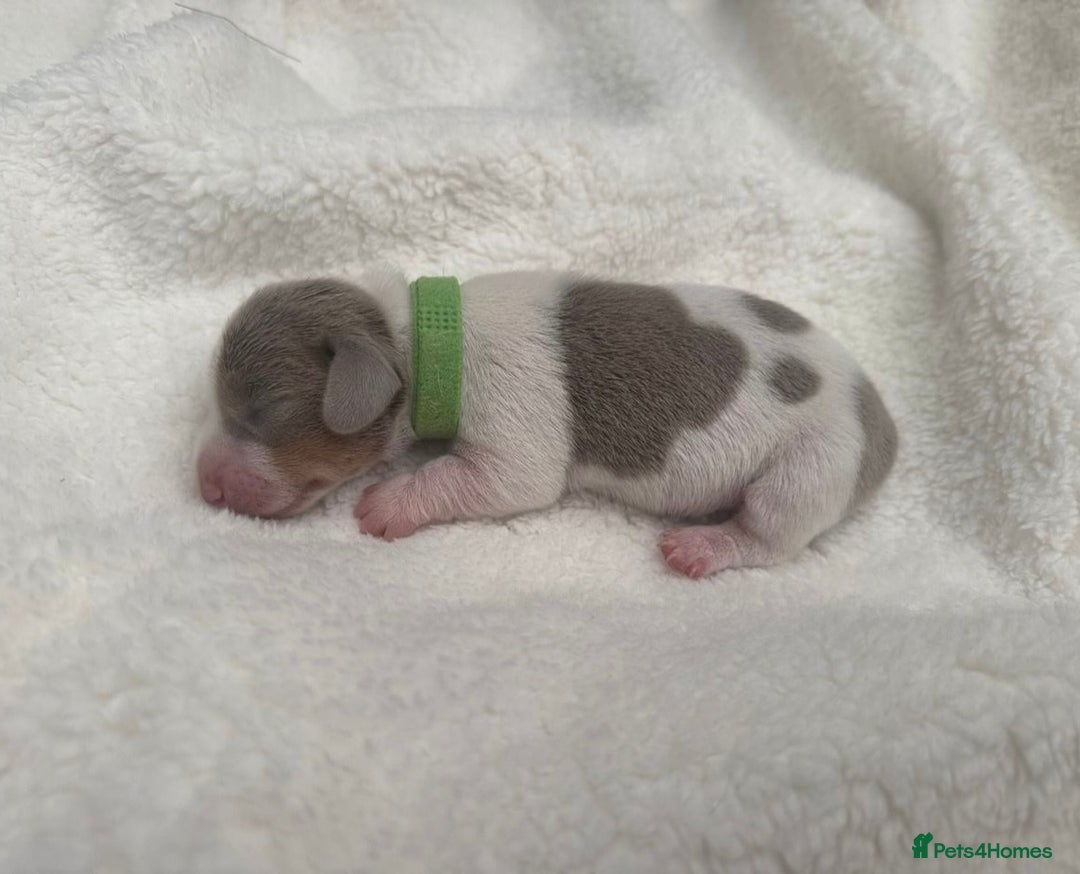 Miniature Dachshund dogs for sale: Miniature Dachshund Puppies - Image 3
