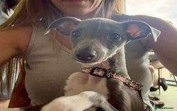 Italian Greyhound dogs for sale: Italian Greyhound  - Image 5