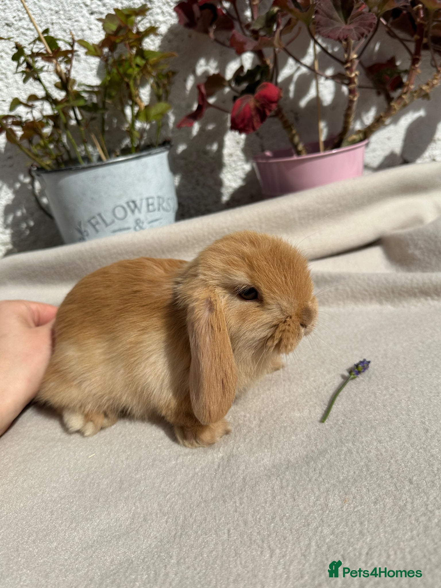 Mini Lop rabbits  Last Beautiful ginger/beige boy mini lop - Advert 7