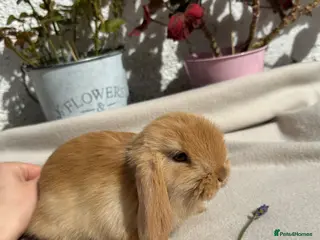 Mini Lop rabbits Last Beautiful ginger/beige boy mini lop - Advert 7