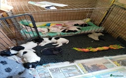 English Springer Spaniel dogs for sale: Working English Springer Spaniel  in Cullompton - Image 11
