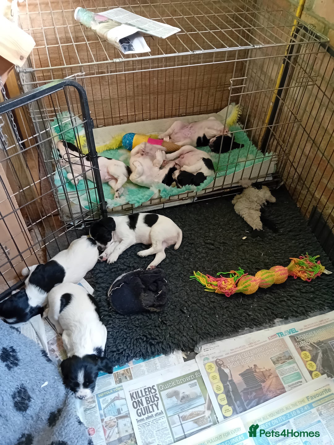 English Springer Spaniel dogs for sale: Working English Springer Spaniel  in Cullompton - Image 11