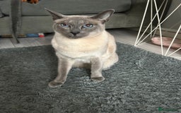 Siamese cats for sale: Blue Point Siamese Cat Looking for a New Home 💙 - Image 2