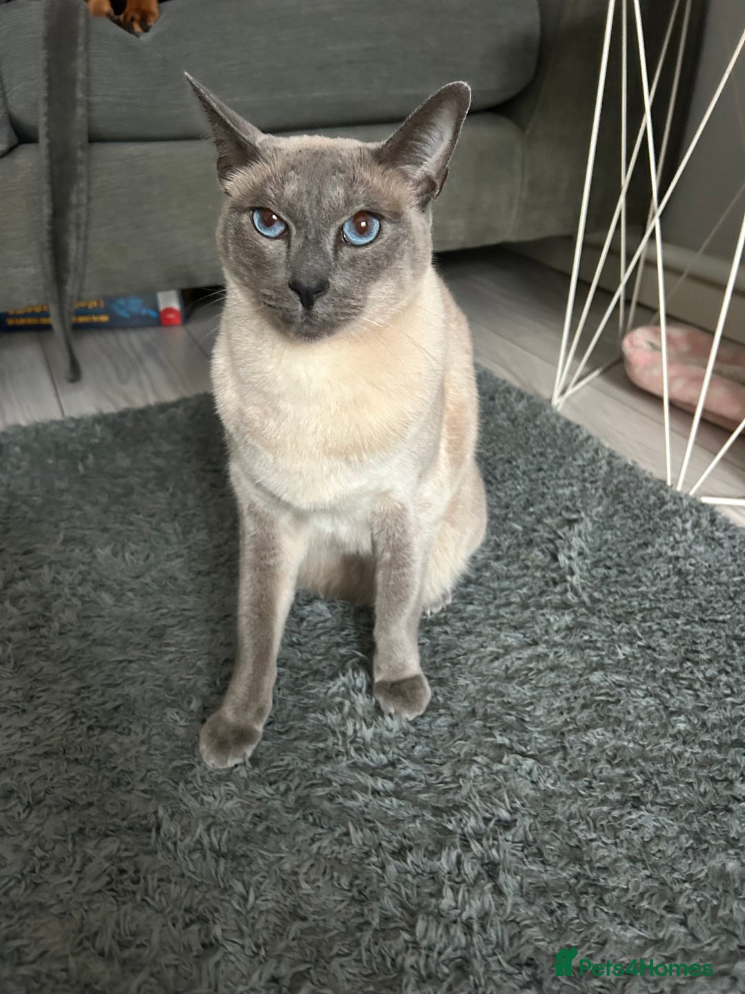 Siamese cats for sale: Blue Point Siamese Cat Looking for a New Home 💙 - Image 2