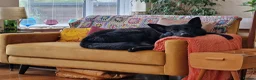 German Shepherd dogs for sale: Shadow  in Eastbourne - Advert 3