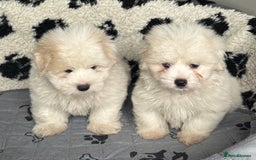 Coton De Tulear dogs for sale: Coton de tulear male pups  - Image 7