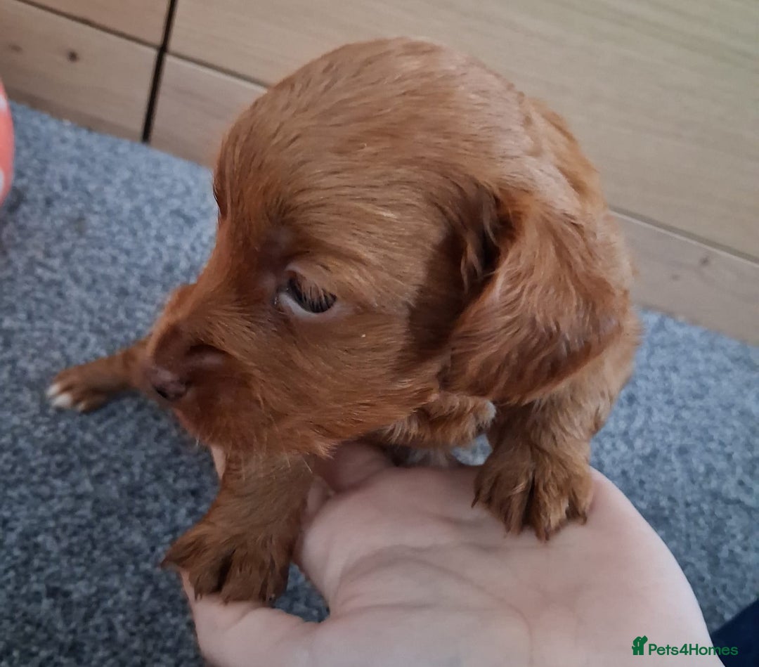 Cockapoo dogs for sale: ** ADORABLE COCKAPOO PUPPIES ** - Advert 5