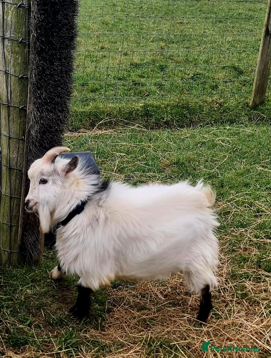 Goats livestock for sale: Registered Pygmy Billy Goat - Advert 4