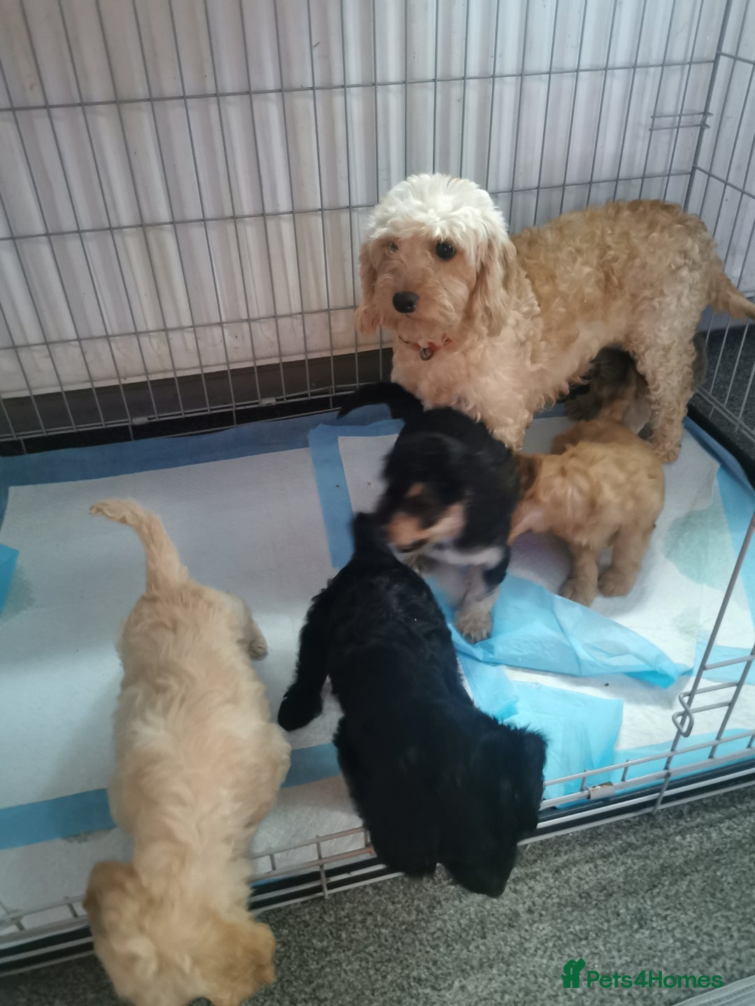 Cockapoo dogs for sale: Amazing cockapoo  - Advert 10