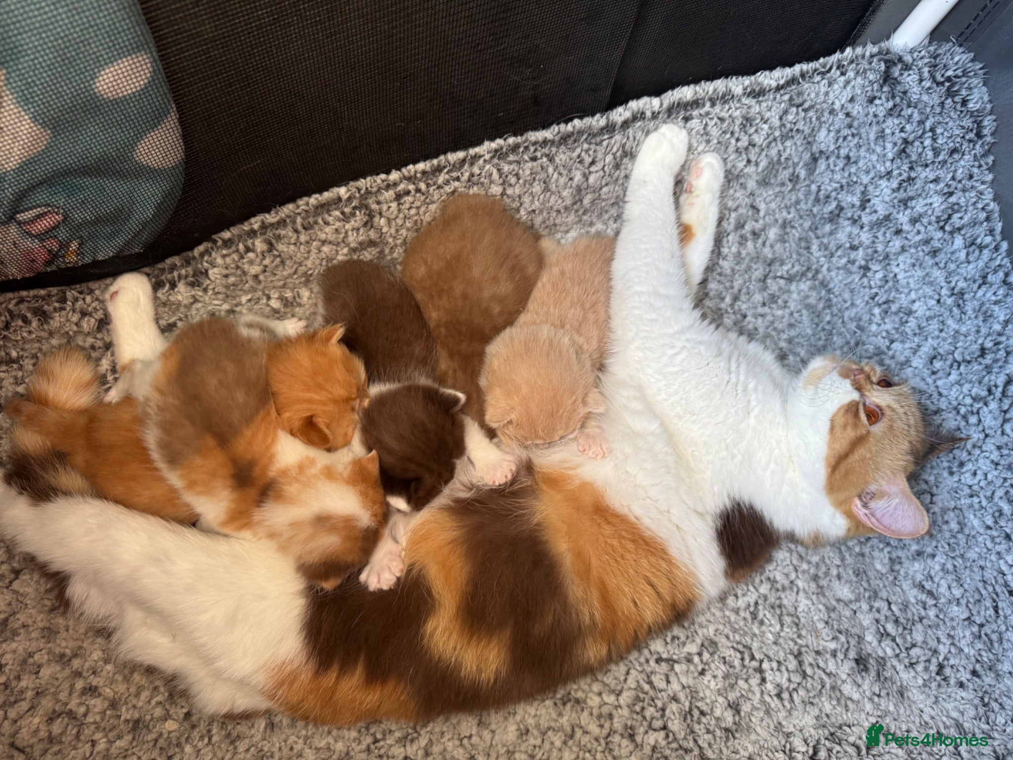 British Shorthair cats British Shorthair Kittens  - Advert 17