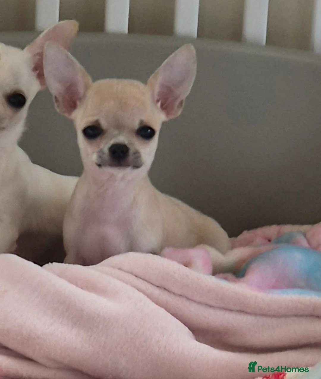 Chihuahua dogs for sale: Gorgeous KC small smoothcoat male - Advert 2