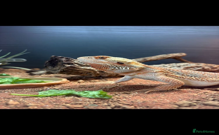 Bearded Dragon reptiles - Advert 2