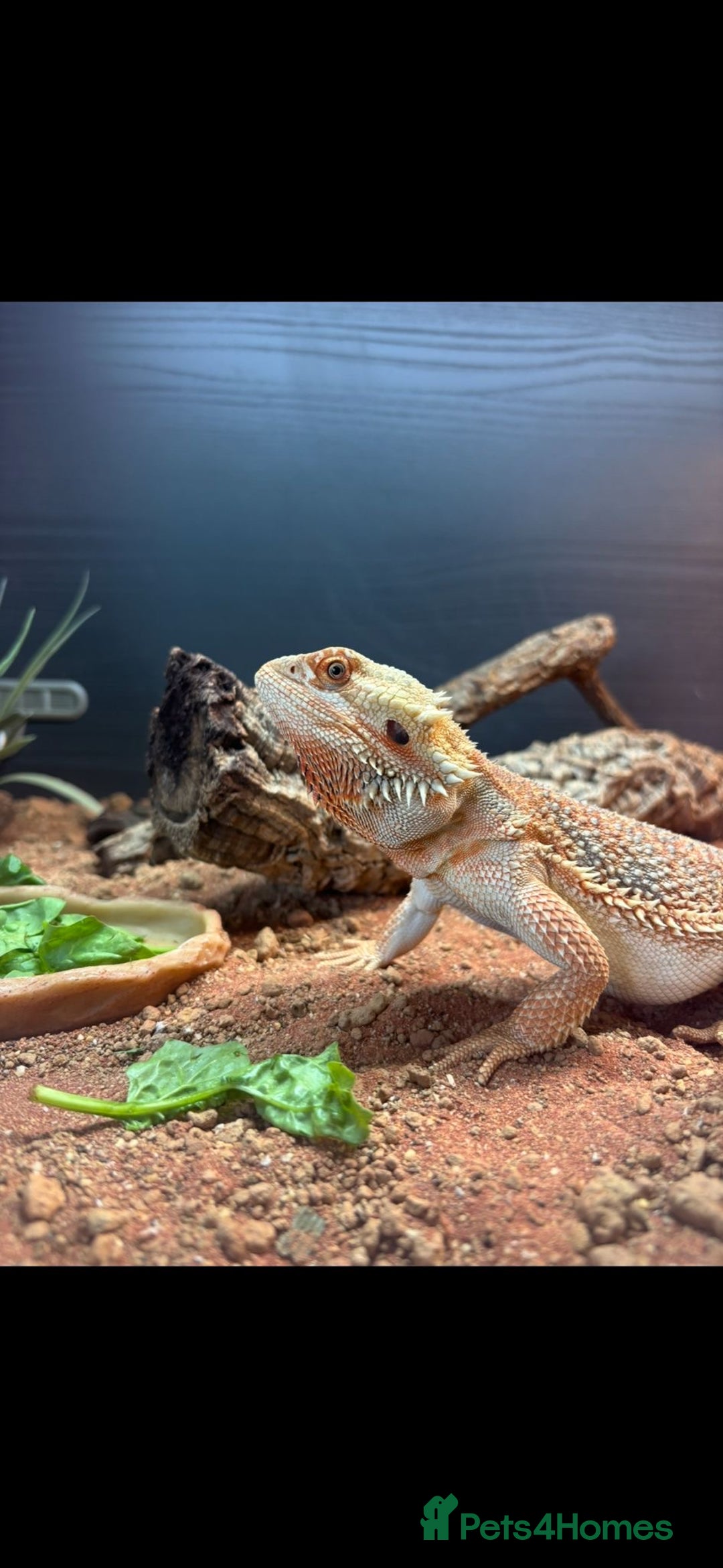 Bearded Dragon reptiles for sale: Bearded Dragon with full Vivarium set up  - Image 1