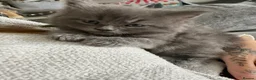 British Shorthair cats for sale: Mainecoon x - Advert 1
