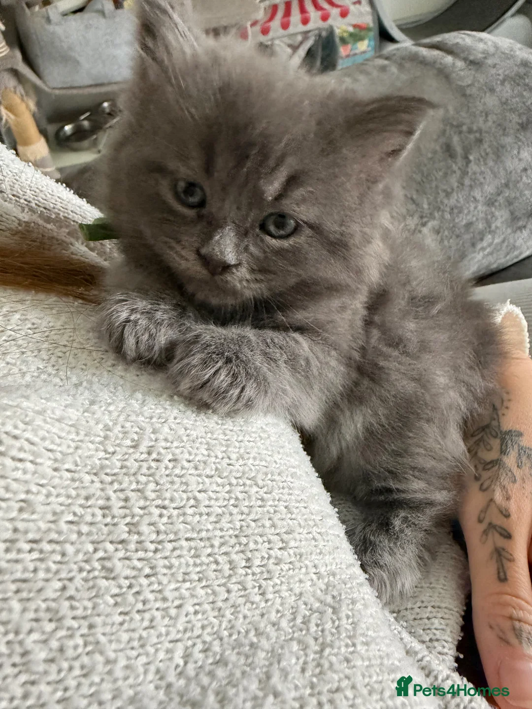 British Shorthair cats for sale: Mainecoon x - Advert 1