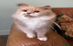 British Longhair cats for sale: British Shorthair -Longhair variant GCCF Female - Image 4