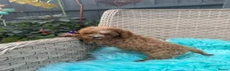 Cavapoo dogs for sale:  2 Beautiful Cavapoo Boys  - Advert 8