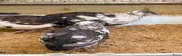 Quail poultry for sale: Quail Hatching eggs 🥚  - Advert 9