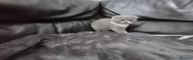 Scottish Fold Kitten 1