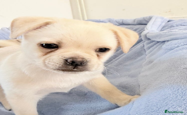 Pomeranian dogs Pug x Pomeranian mixed breed Puppies  - Advert 10