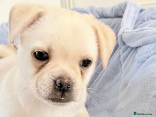 Pomeranian dogs Pug x Pomeranian mixed breed Puppies - Advert 2