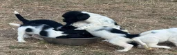 English Springer Spaniel dogs for sale: Healthy springer spaniel pups - Advert 6