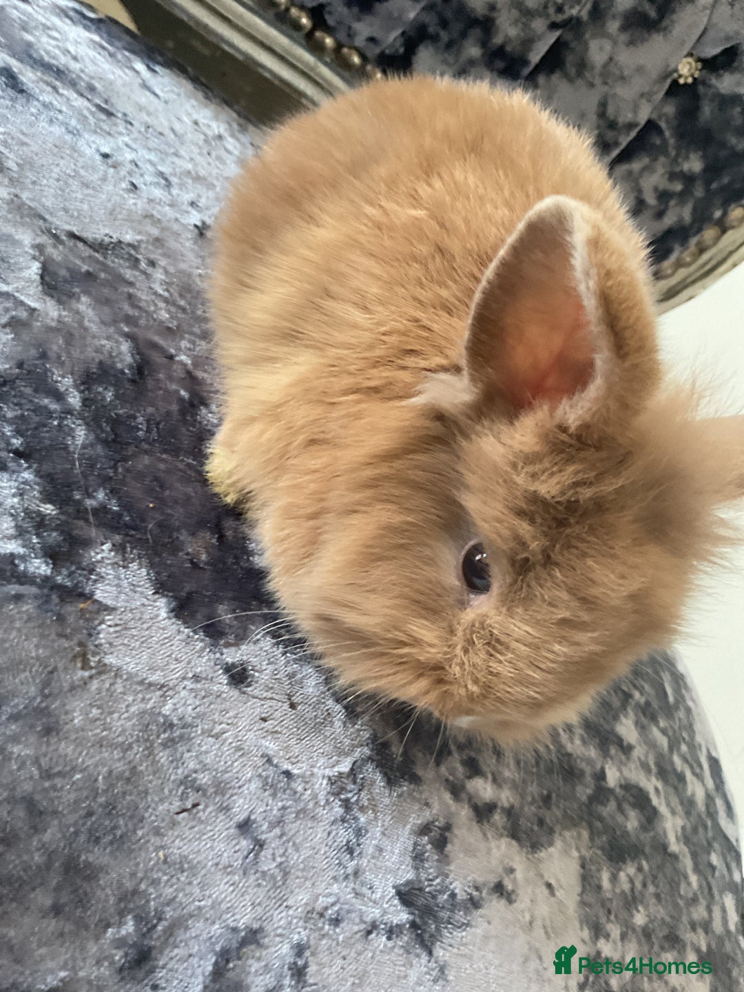 Lionhead rabbits for sale: 3 fluffy bunnies - Image 1