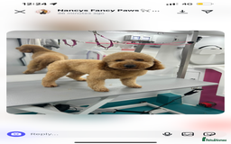 Miniature Poodle dogs for sale: A stunning litter of red miniature poodles  - Image 2