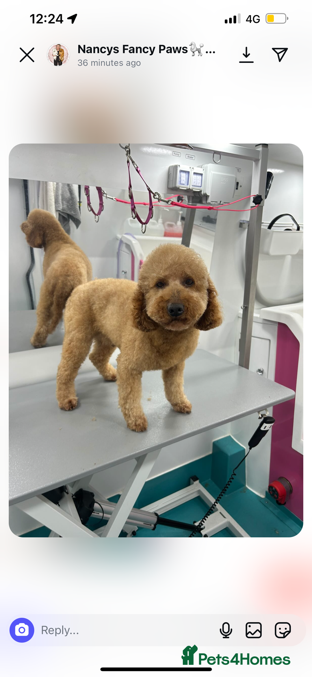 Miniature Poodle dogs for sale: A stunning litter of red miniature poodles  - Image 2
