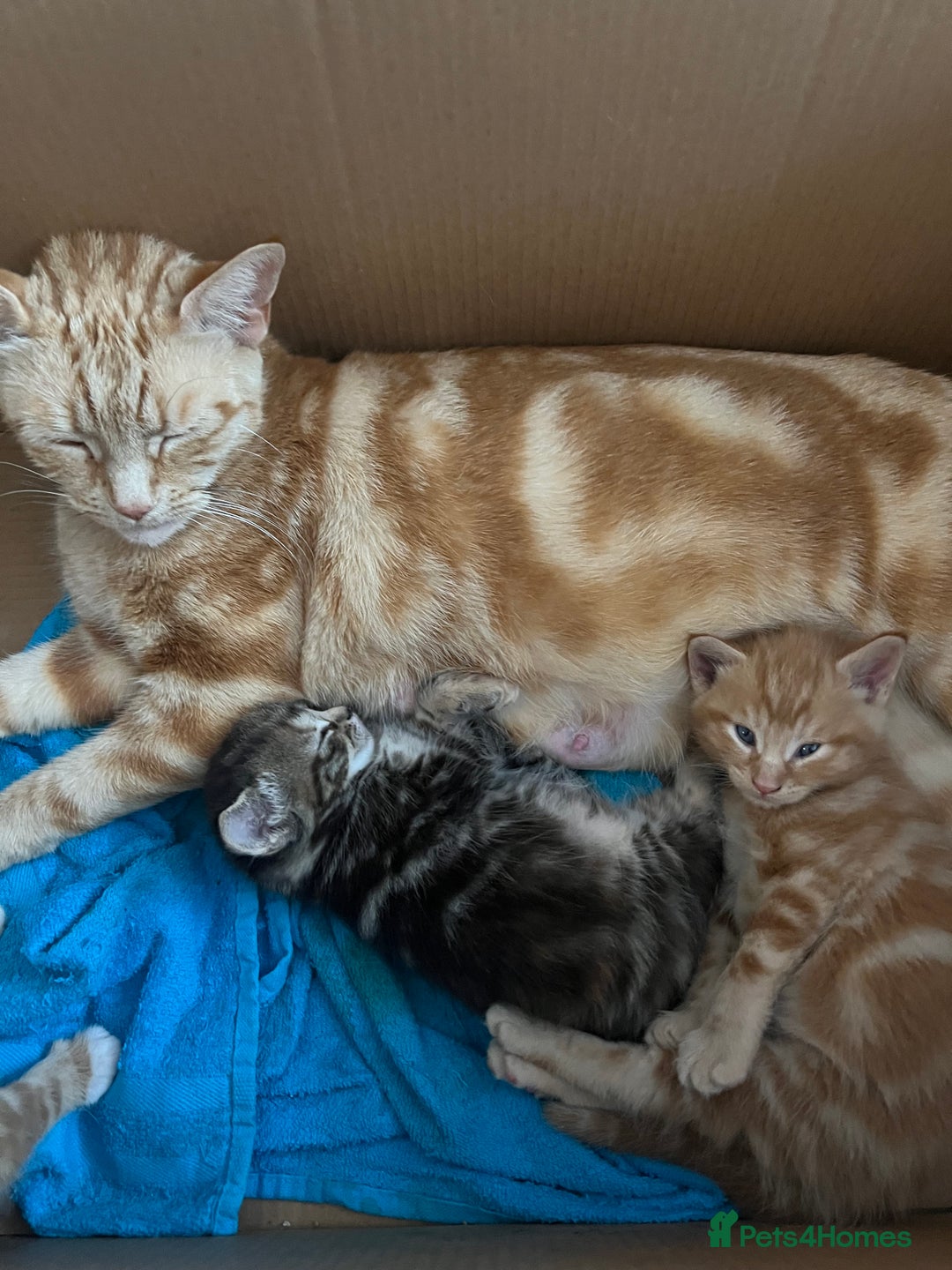 Mixed Breed cats for sale:  Beautiful Kittens for Sale – 2 Boys & 2 Girls 🐾 - Image 25