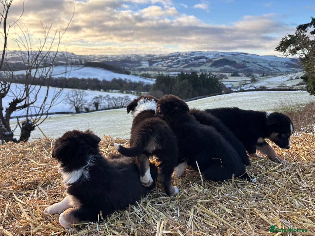 Border Collie dogs for sale: Quality Long Coated Tri Border Collie Puppies - Advert 16