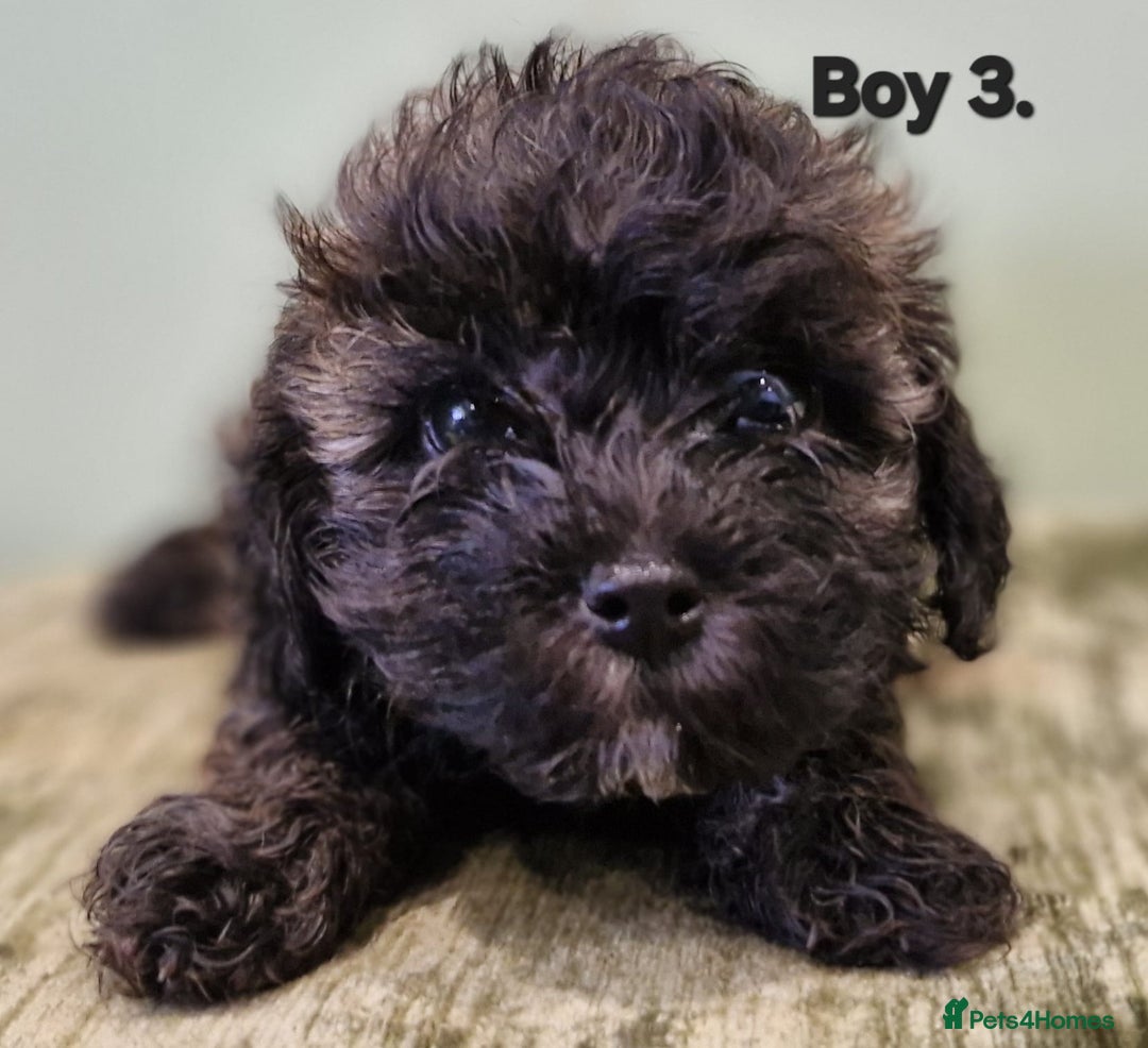 Maltipoo dogs for sale: Maltipoo puppy's - ready august 19th!  - Image 8
