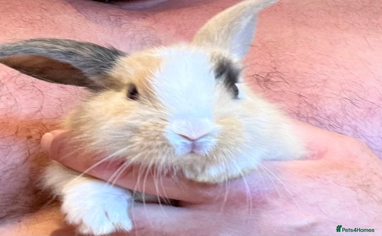 Mini Lop rabbits - Advert 3