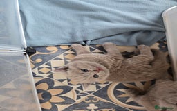 British Shorthair cats for sale: Britishshort hair kittens - Image 6