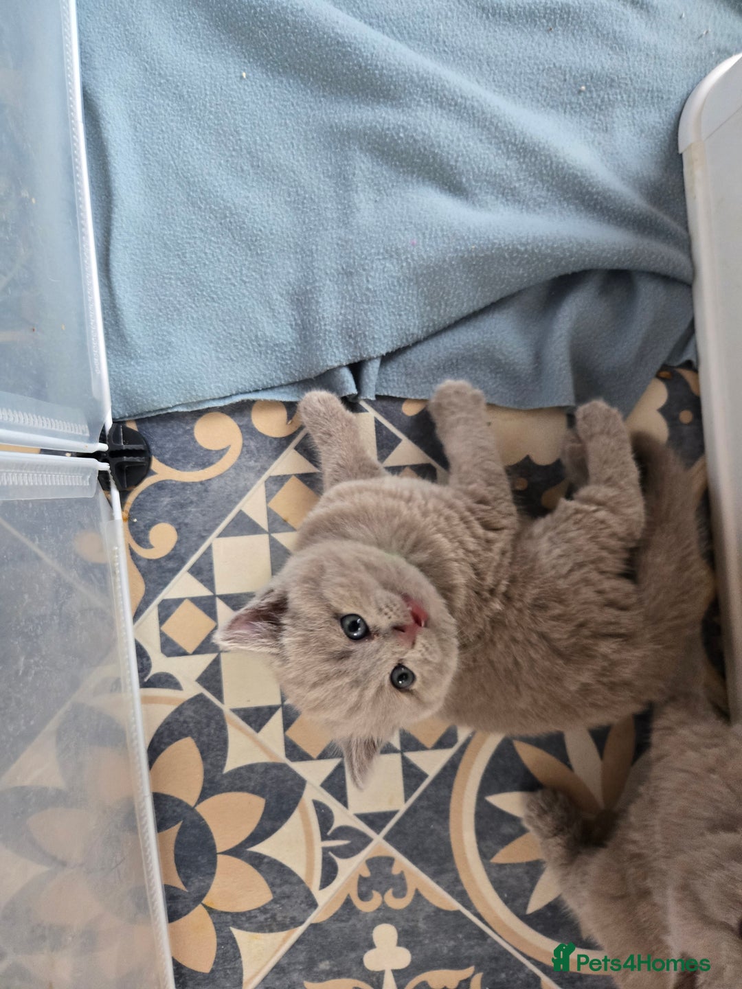 British Shorthair cats for sale: Britishshort hair kittens - Image 6