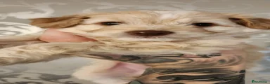 Cockapoo 3