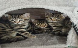Bengal cats for sale: Stunning Bengal cross kittens  - Image 2