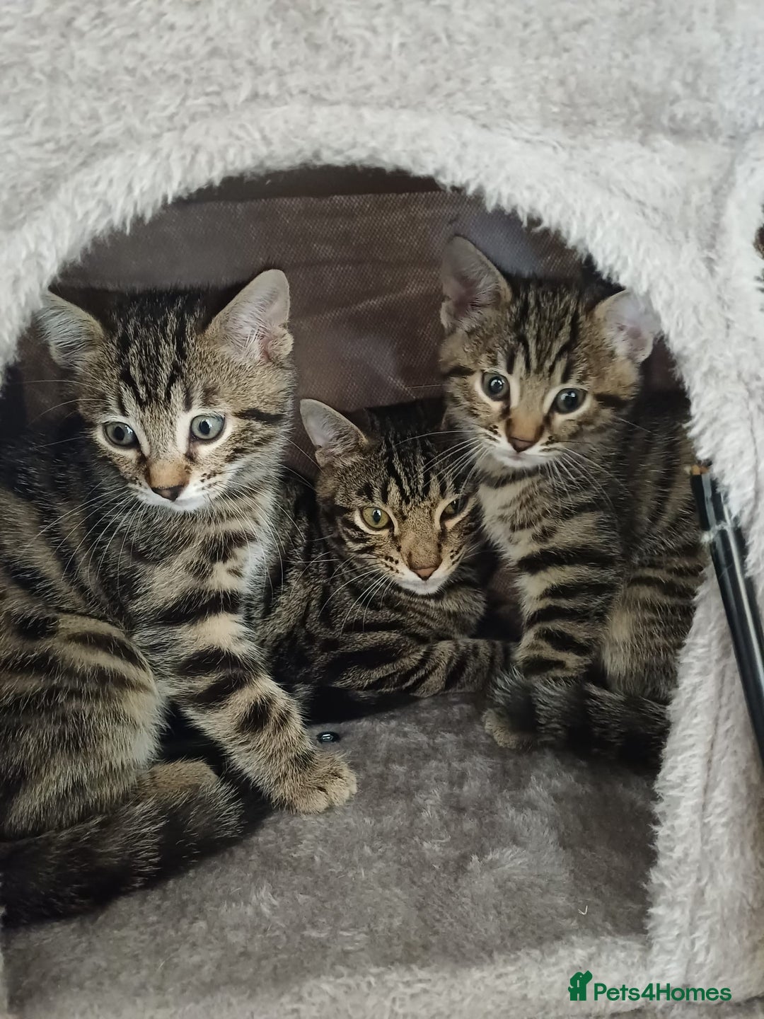 Bengal cats for sale: Stunning Bengal cross kittens  - Image 2